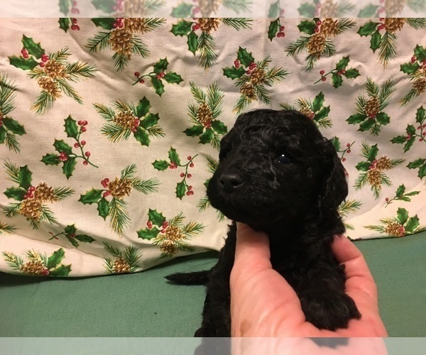 Medium Photo #4 Poodle (Miniature) Puppy For Sale in AVA, MO, USA