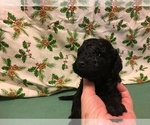 Small Photo #4 Poodle (Miniature) Puppy For Sale in AVA, MO, USA