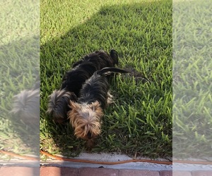 Yorkshire Terrier Dog for Adoption in PORT SAINT LUCIE, Florida USA