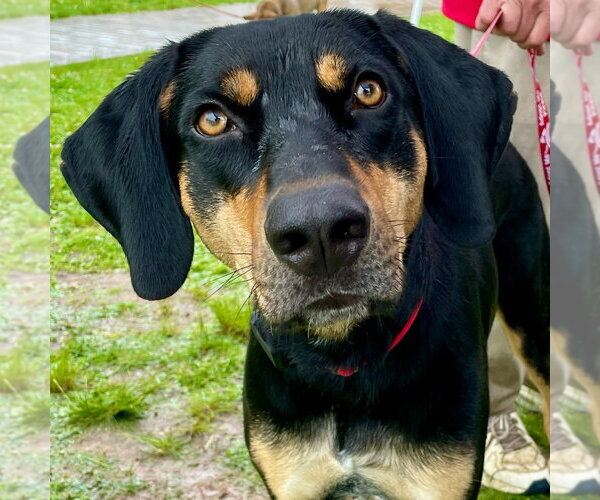 Medium Photo #4 Coonhound-Unknown Mix Puppy For Sale in Canton, CT, USA