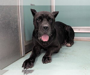 Mutt Dogs for adoption in Moreno Valley, CA, USA