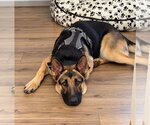 Small #1 German Shepherd Dog