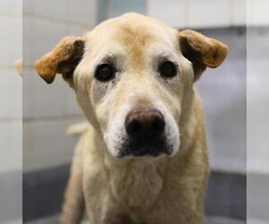 Labrador Retriever-Unknown Mix Dogs for adoption in San Antonio, TX, USA