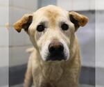 Small Labrador Retriever Mix