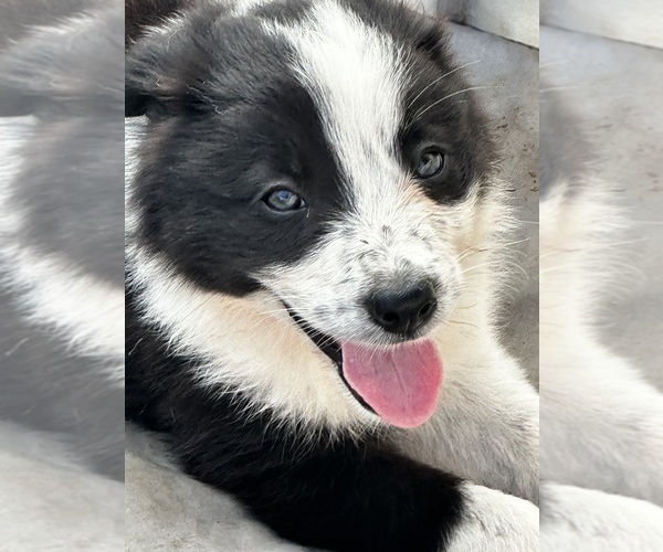 Medium Photo #1 Border Collie Puppy For Sale in OTTUMWA, IA, USA