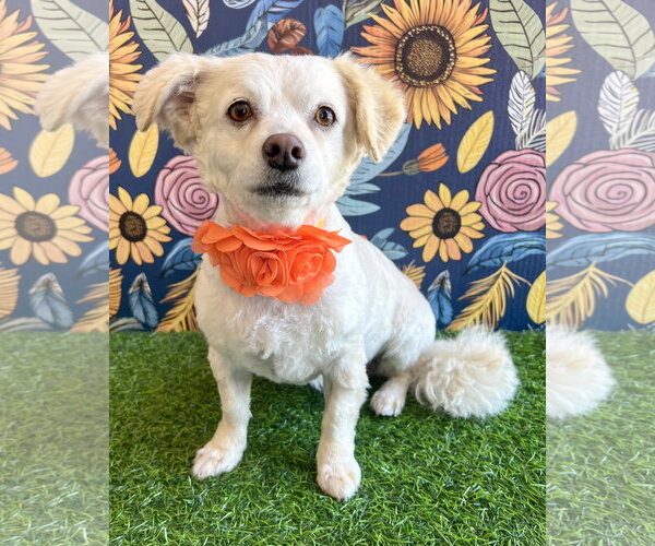 Medium Photo #1 Poodle (Miniature)-Unknown Mix Puppy For Sale in Corona, CA, USA