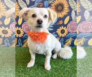 Poodle (Miniature)-Unknown Mix Dogs for adoption in Corona, CA, USA