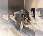 A1882016 - Female Mutt Dog for Adoption - Small photo