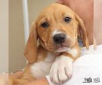 Small #1 Retriever  Mix