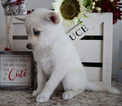 Medium Photo #2 Pomsky Puppy For Sale in MANKATO, MN, USA
