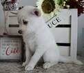 Small Photo #2 Pomsky Puppy For Sale in MANKATO, MN, USA