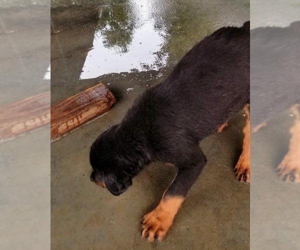 Medium Photo #45 Rottweiler Puppy For Sale in RIEGELWOOD, NC, USA