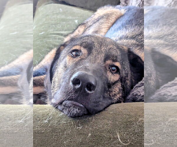 Medium Photo #4 Anatolian Shepherd-Unknown Mix Puppy For Sale in Higley, AZ, USA