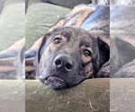 Small #3 Anatolian Shepherd Mix