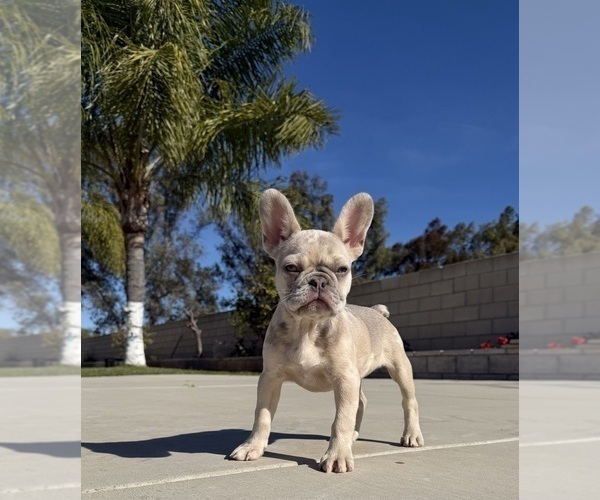 Medium Photo #3 French Bulldog Puppy For Sale in BLOOMINGTON, CA, USA