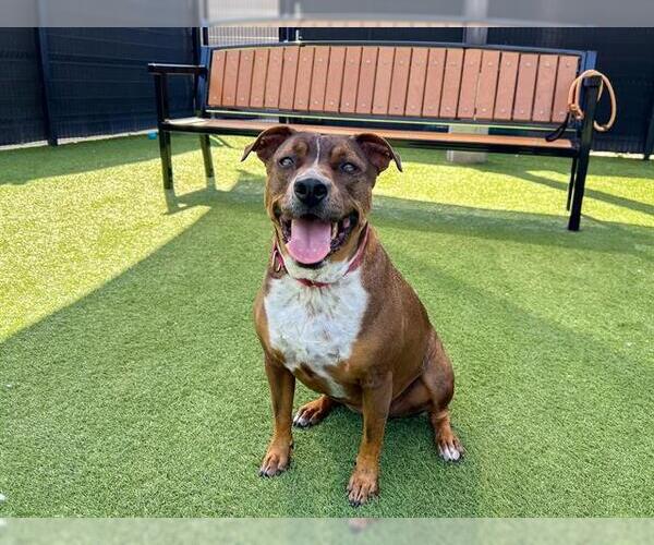 Medium Photo #1 Mutt Puppy For Sale in Orange, CA, USA