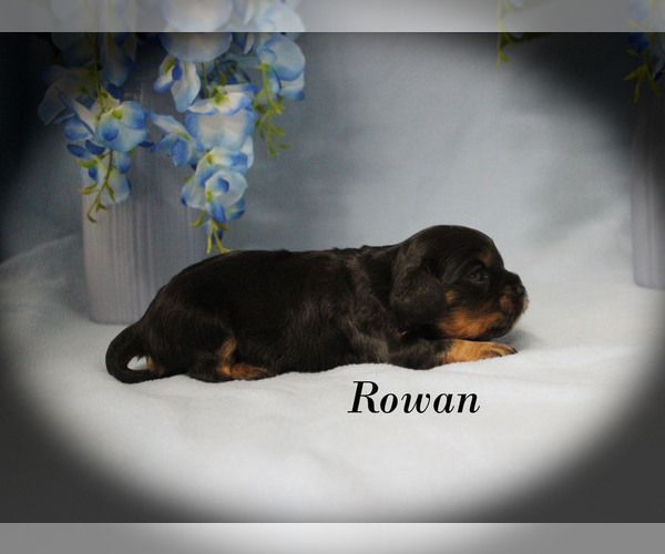 Medium Photo #10 Cavalier King Charles Spaniel Puppy For Sale in CHANUTE, KS, USA