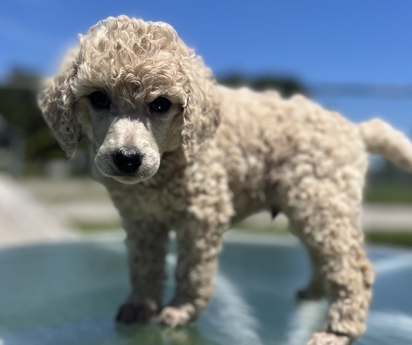 Medium Photo #1 Poodle (Standard) Puppy For Sale in MELBOURNE, FL, USA