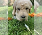 Small Photo #22 Labradoodle Puppy For Sale in DURHAM, CA, USA