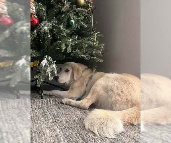 Medium Photo #3 - Mix Puppy For Sale in Bountiful, UT, USA