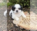 Small #3 Shih Tzu