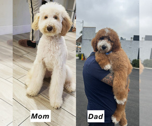 Mother of the Goldendoodle puppies born on 05/10/2025