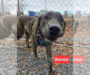 Holland Shepherd-Plott Hound Mix Dogs for adoption in Albemarle, NC, USA