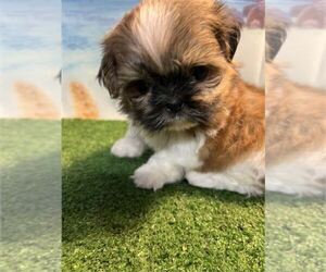 Shih Tzu Puppy for sale in TAMPA, FL, USA