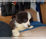 Small Photo #65 Australian Shepherd-Pembroke Welsh Corgi Mix Puppy For Sale in GALLEGOS, NM, USA