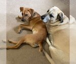 Small Photo #3 Labrador Retriever-Unknown Mix Puppy For Sale in Doylestown, PA, USA