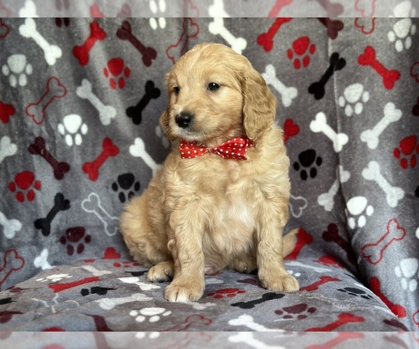 Medium Photo #4 Goldendoodle Puppy For Sale in LAKELAND, FL, USA