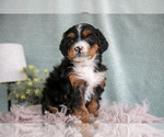 Small #1 Bernedoodle (Miniature)