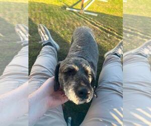 Poodle (Miniature)-Unknown Mix Dogs for adoption in Plover, WI, USA