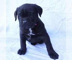 Cane Corso Puppy for sale in NARVON, PA, USA