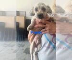 Small Poodle (Miniature) Mix