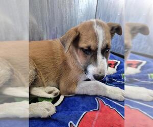 Labrador Retriever-Unknown Mix Dogs for adoption in San Antonio, TX, USA