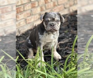 French Bulldog Puppy for sale in GREENFIELD, IN, USA