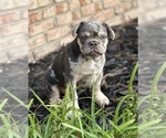 Image preview for Ad Listing. Nickname: AKC Murphy