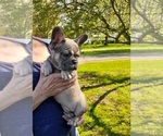 Small Photo #5 French Bulldog Puppy For Sale in BATTLE CREEK, MI, USA