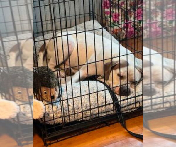 Medium Photo #4 Bulloxer Puppy For Sale in Lake Forest, CA, USA