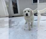 Small #5 Great Pyrenees