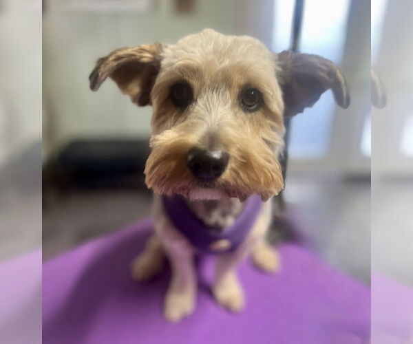 Medium Photo #8 Mutt Puppy For Sale in Allentown,, PA, USA