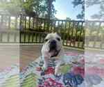 Small Bulldog
