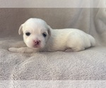 Puppy 1 Lhasa Apso
