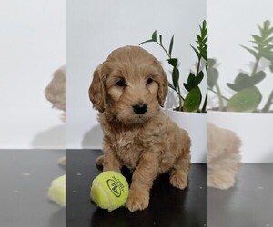 Goldendoodle (Miniature) Puppy for sale in FREDERICKSBG, OH, USA