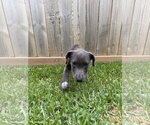 Small #3 Mutt