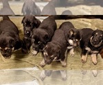 Small #3 German Shepherd Dog