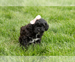 Small #3 Shih-Poo