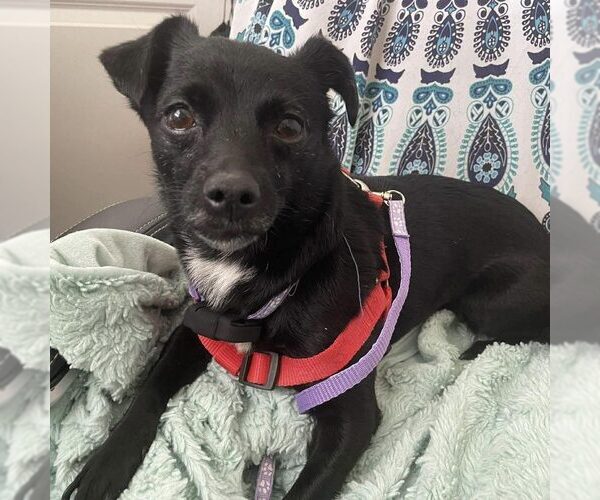 Medium Photo #1 Chihuahua-Unknown Mix Puppy For Sale in Spring Lake, NC, USA