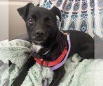 Small Chihuahua Mix